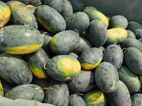 什么瓜可以吃又大又圆,如何挑选美味多汁的瓜果